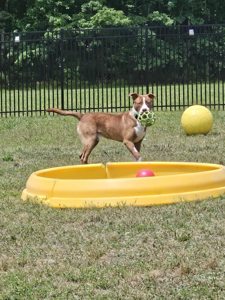 Enlarge Chesney, a Adoptable mixed breed in Youngsville, NC image 3/6