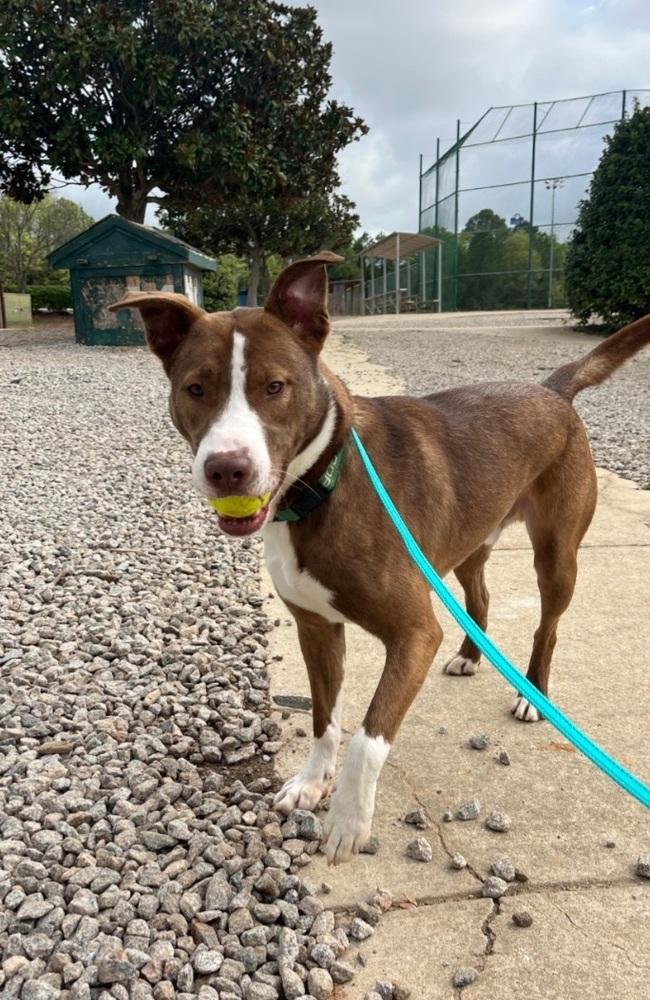 Enlarge Chesney, a Adoptable mixed breed in Youngsville, NC image 5/6