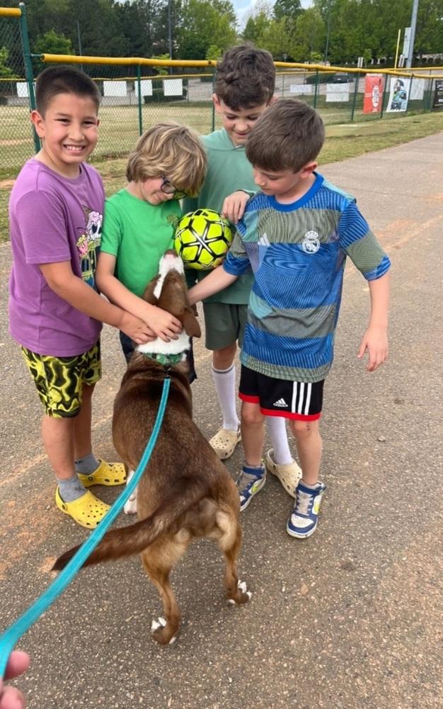 Chesney, Adoptable, Young Male Australian Shepherd.