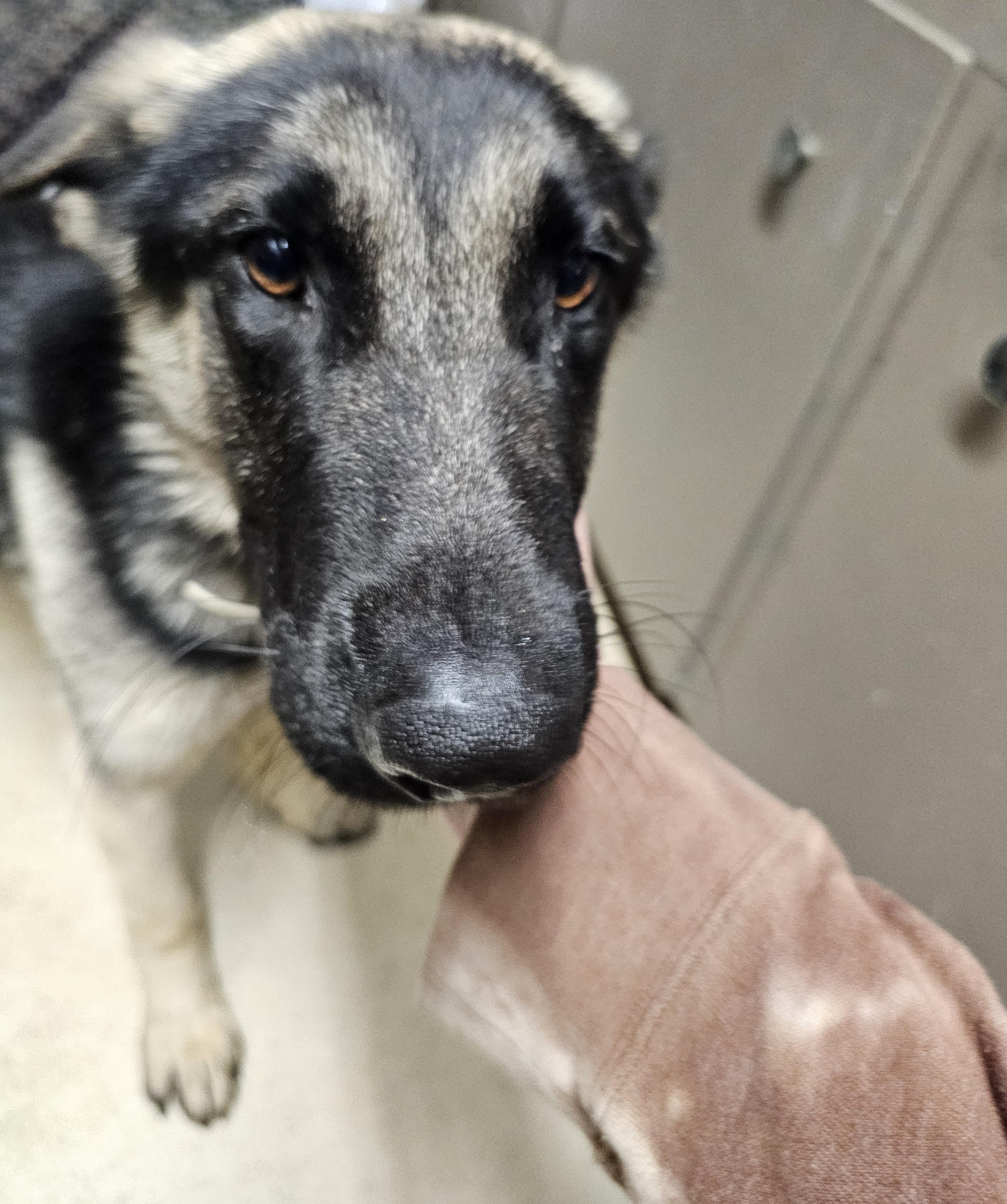 Dax, a ADOPTABLE German Shepherd Dog in Chesnee, SC image 1/3