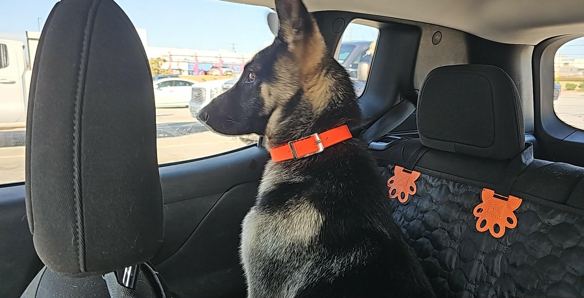 Dax, a ADOPTABLE German Shepherd Dog in Chesnee, SC image 2/3