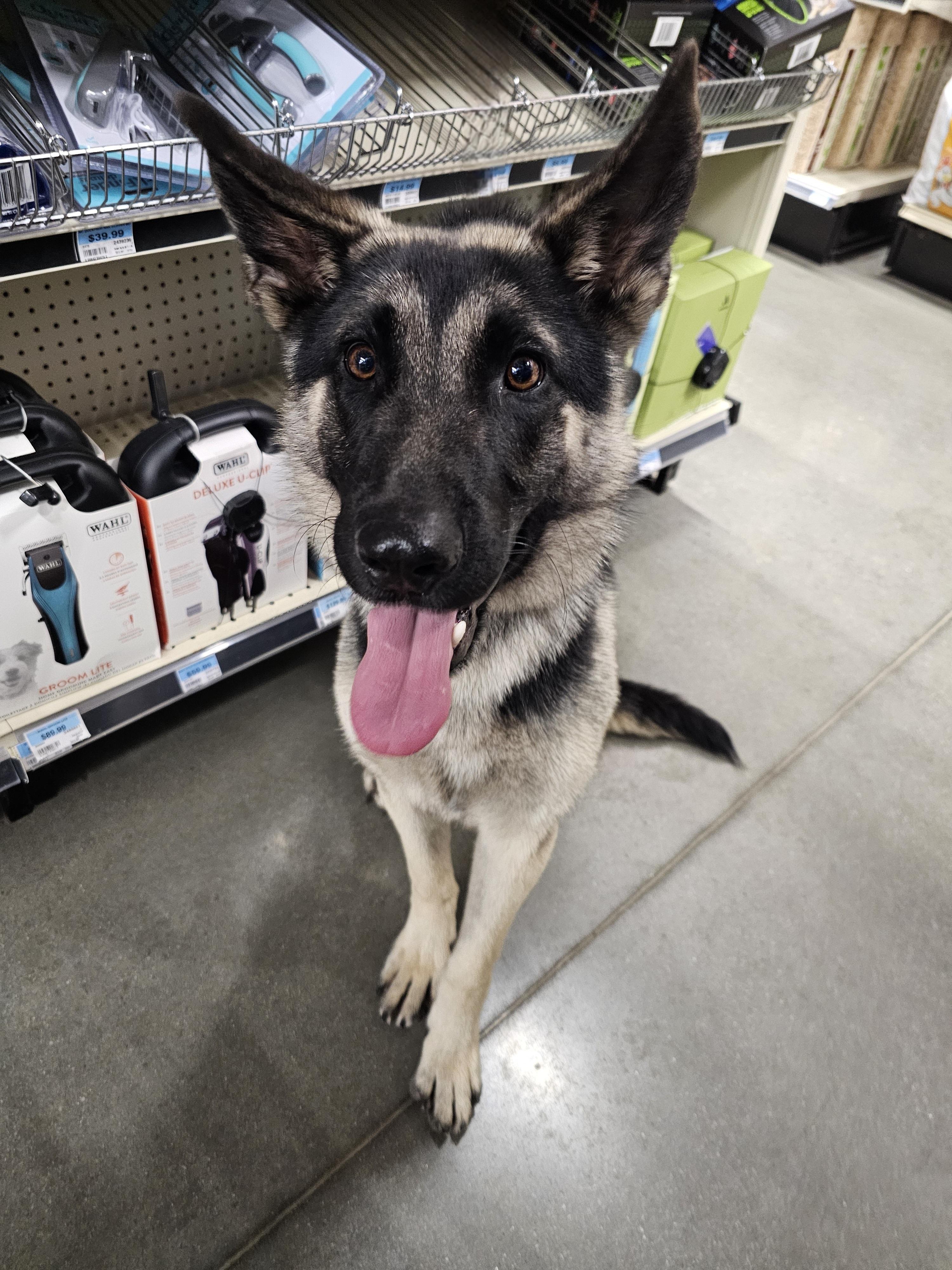 Dax, a ADOPTABLE German Shepherd Dog in Chesnee, SC image 3/3