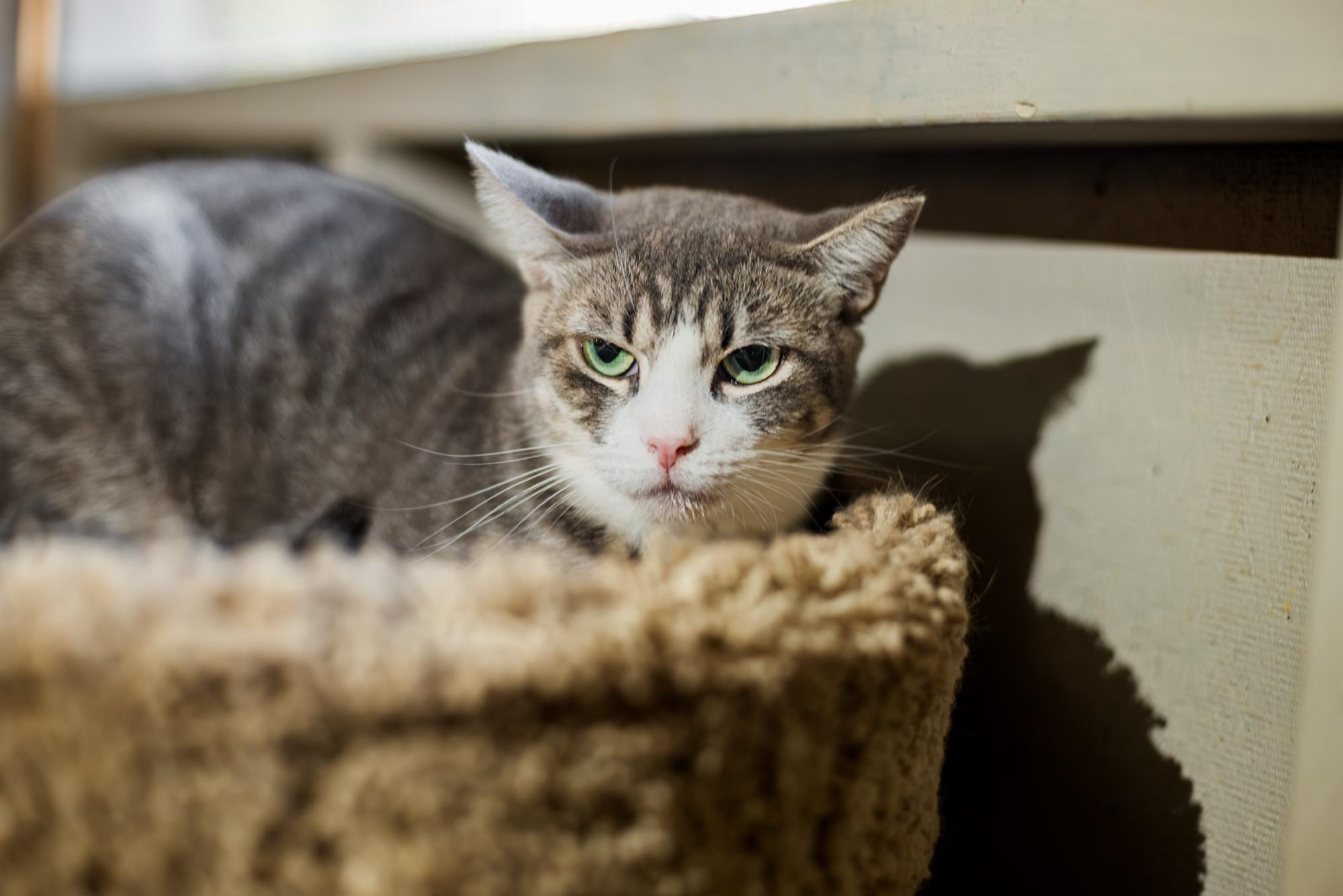 Enlarge Coogie, a Adoptable Domestic Short Hair in Marana, AZ image 2/2