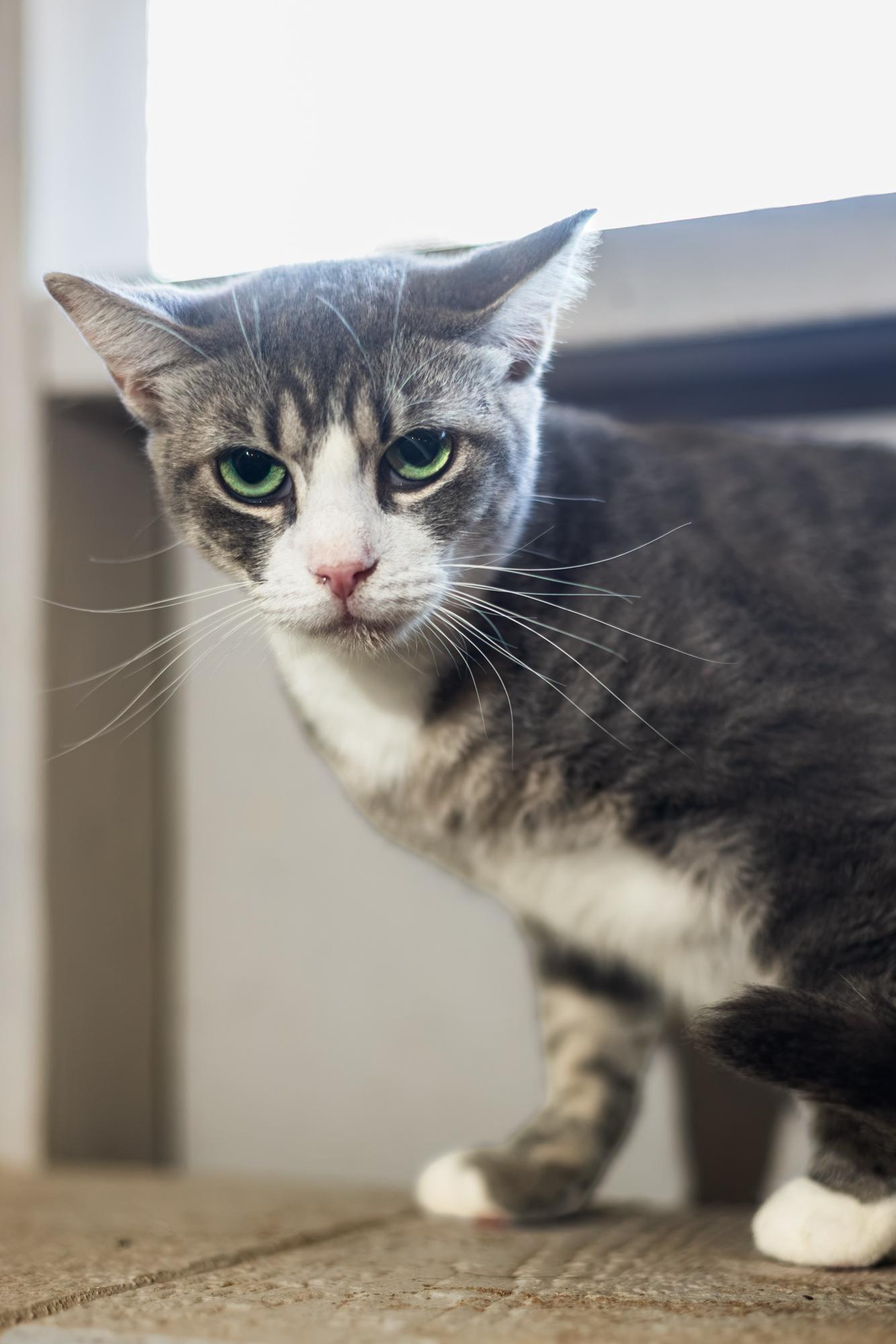 Coogie, Adoptable, Adult Female Domestic Short Hair.
