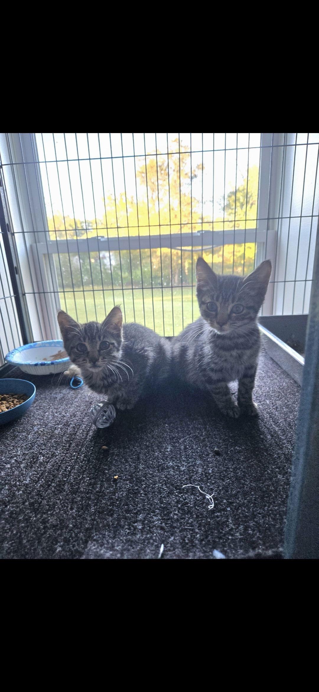 Pretzel, Adopted, Kitten Female Domestic Short Hair.