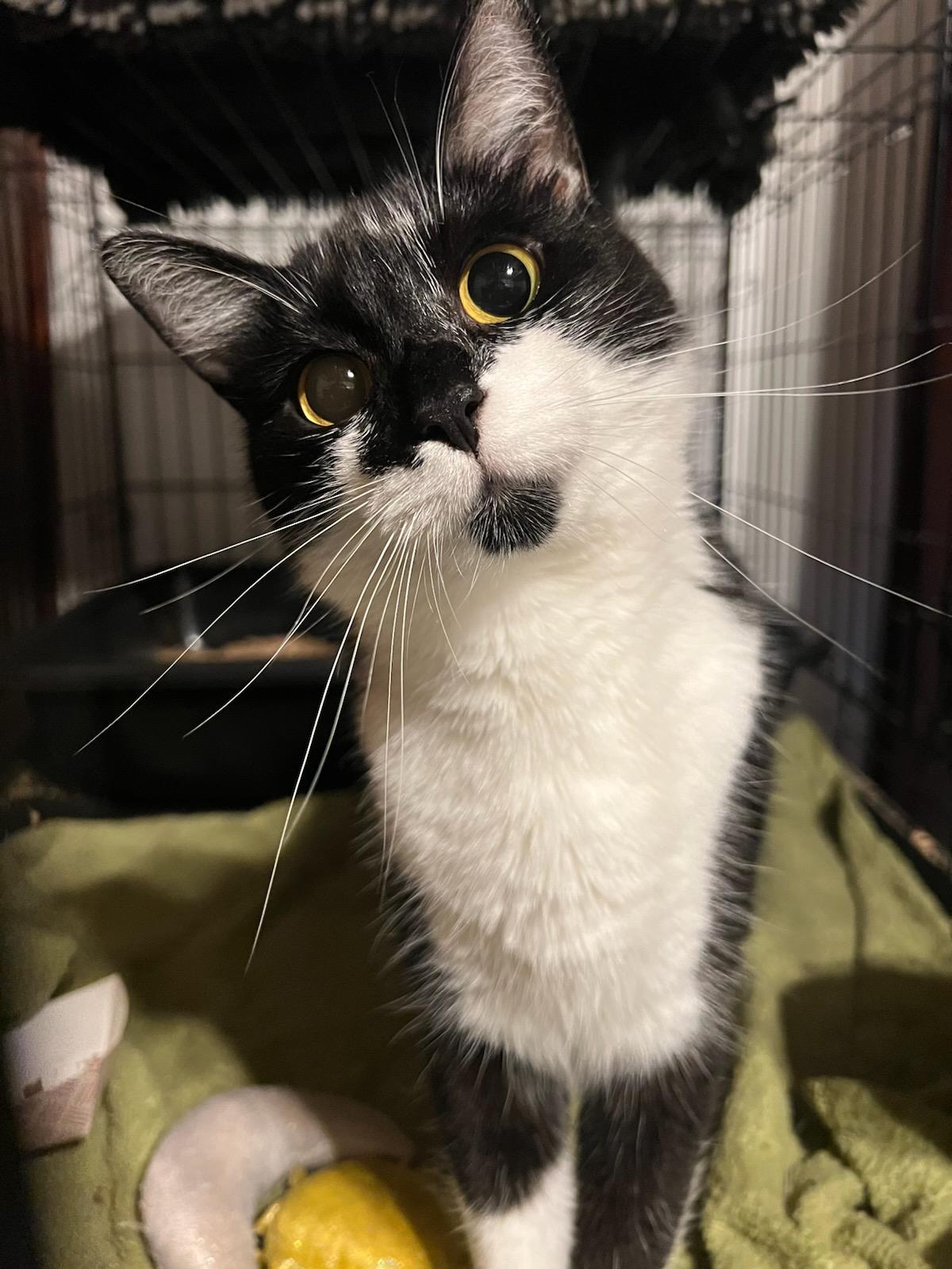 Enlarge Misty & Chloe, a ADOPTABLE Domestic Short Hair in Honeoye, NY image 3/4