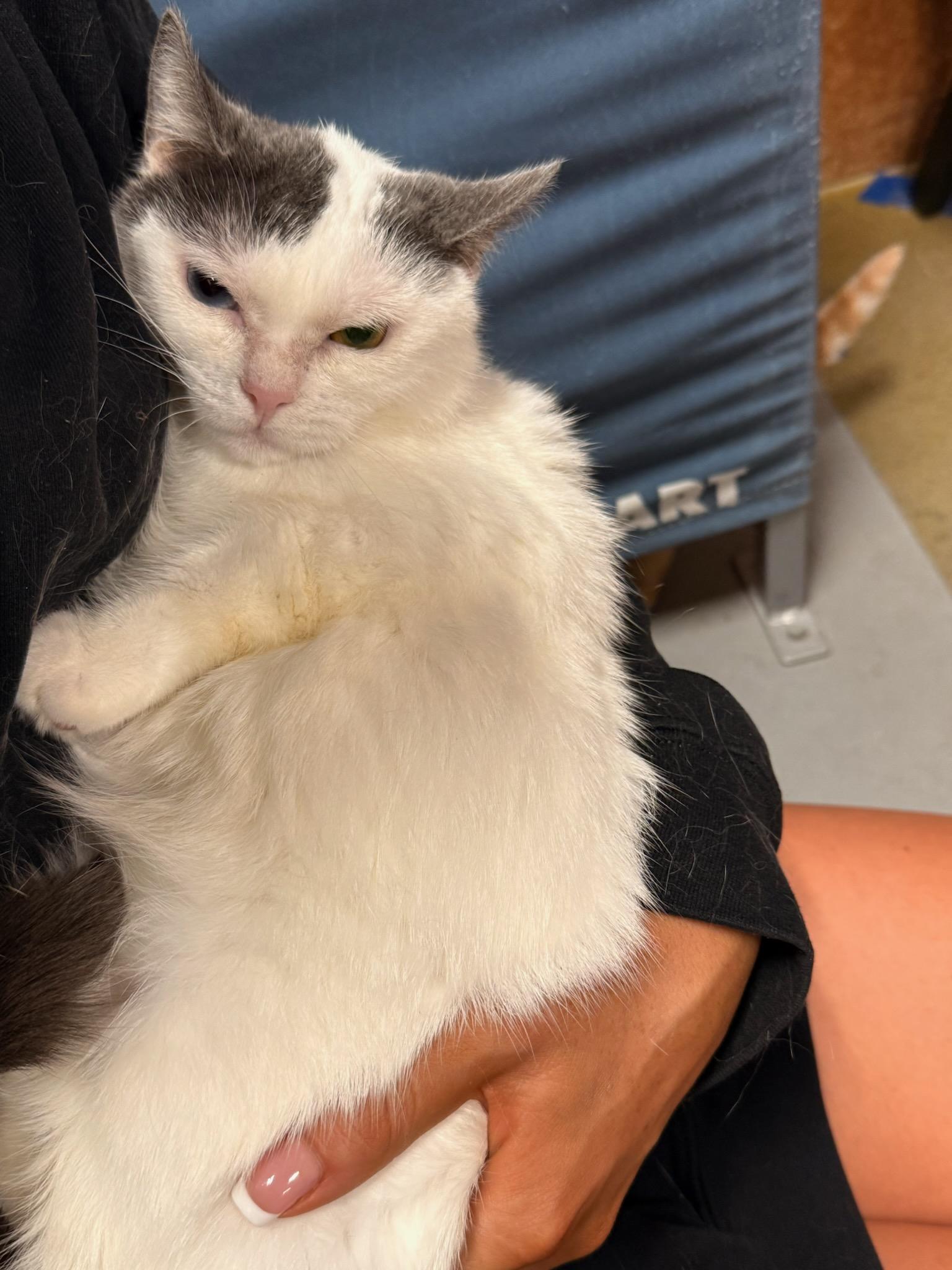 Enlarge Misty & Chloe, a ADOPTABLE Domestic Short Hair in Honeoye, NY image 4/4