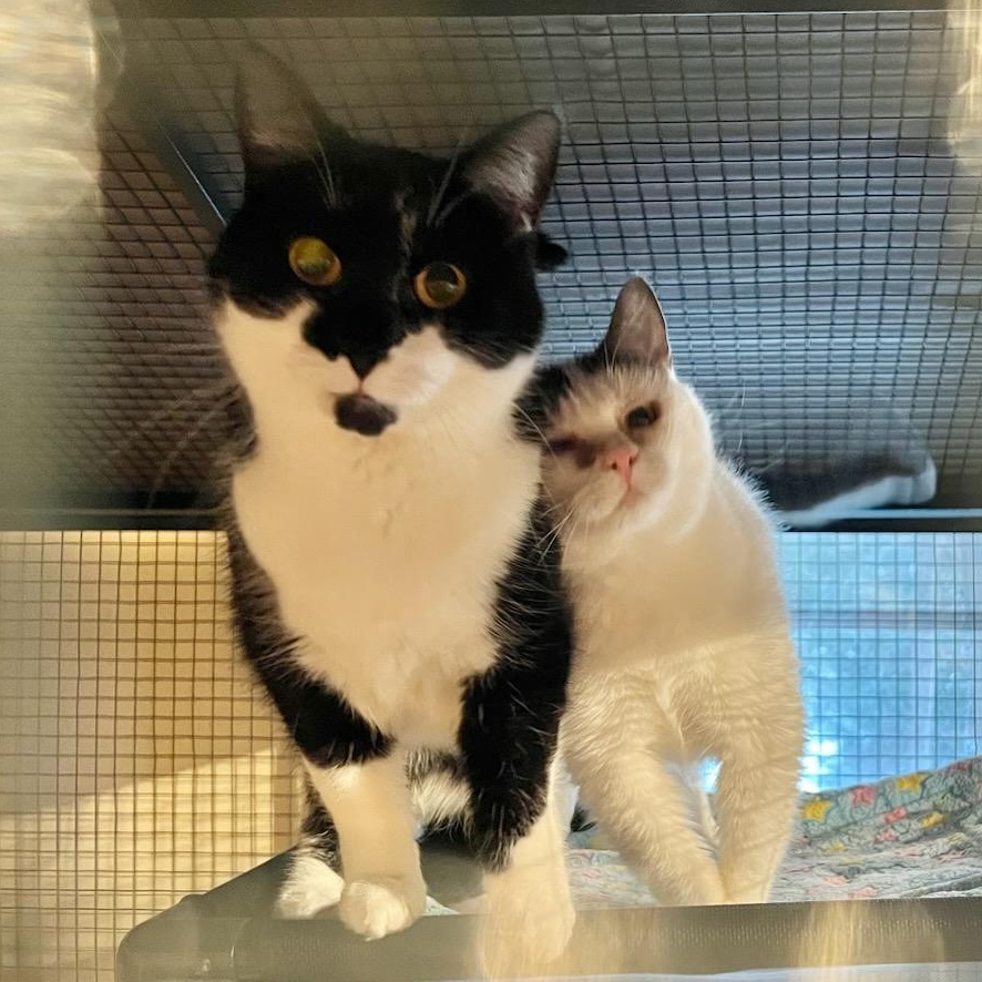 Misty & Chloe, ADOPTABLE, Adult Female Domestic Short Hair.