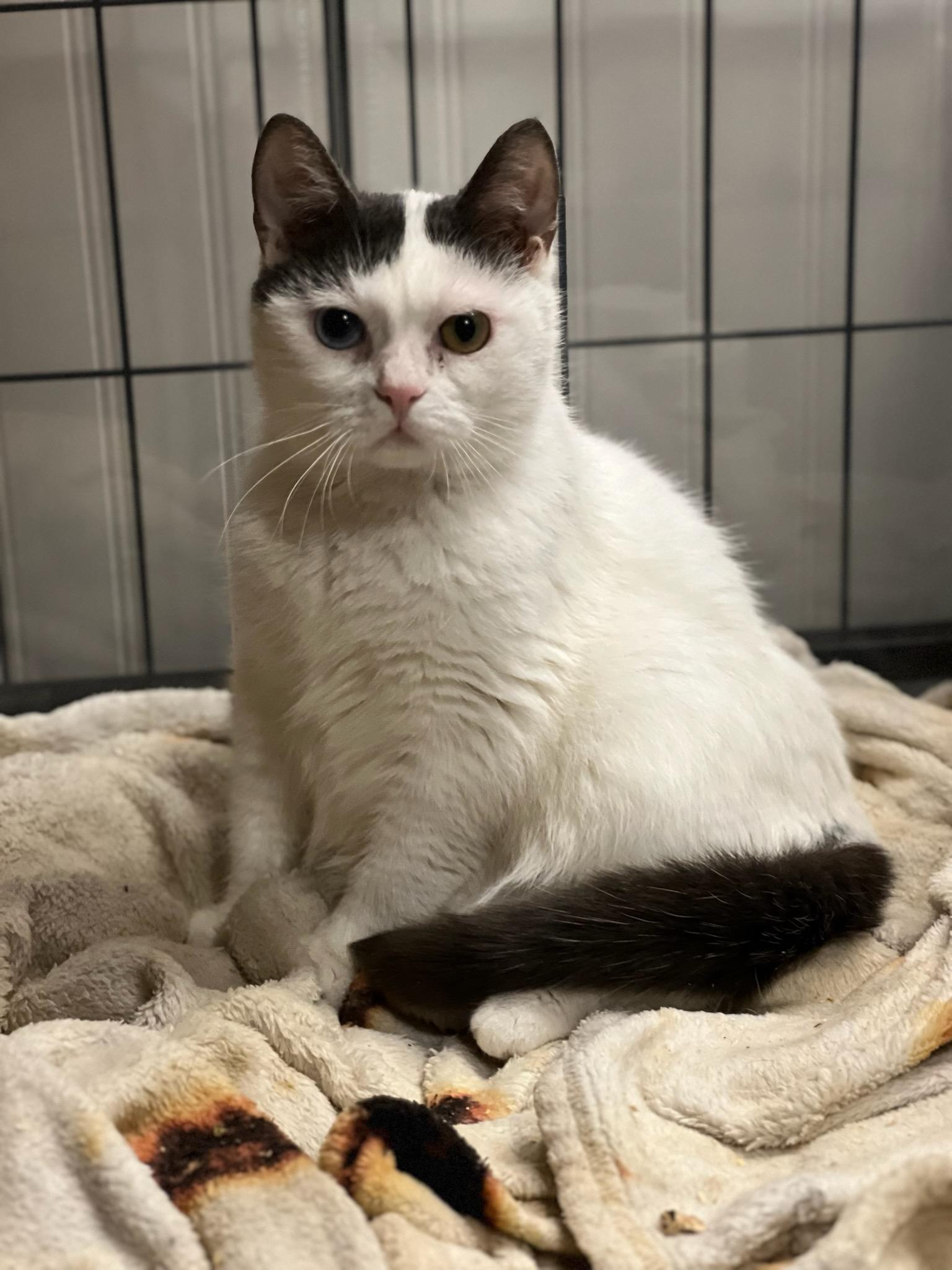 Enlarge Misty & Chloe, a ADOPTABLE Domestic Short Hair in Honeoye, NY image 2/4