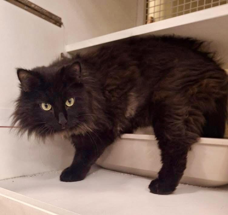 Enlarge Spike, a Adoptable mixed breed in Ogden, UT image 2/6