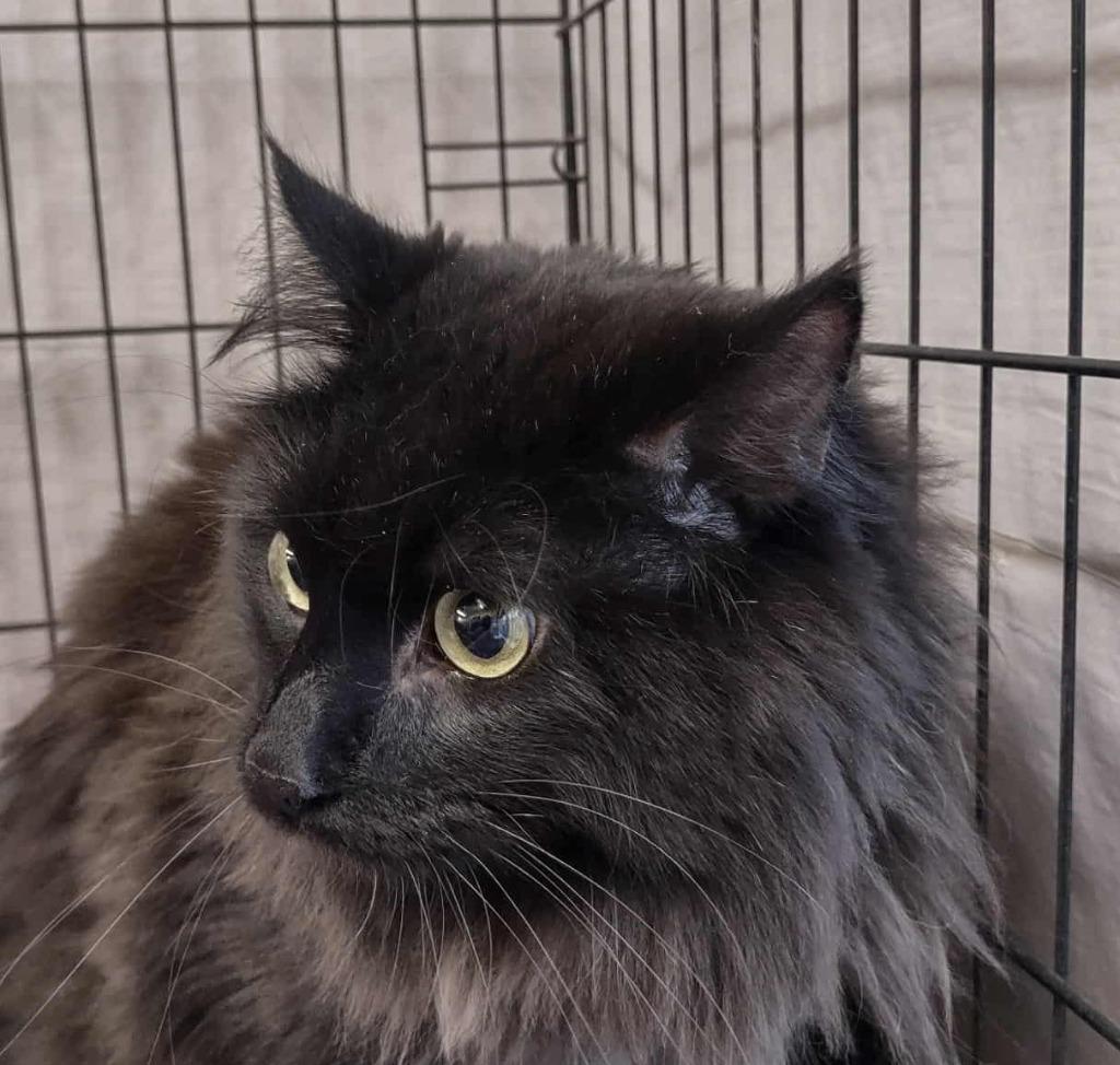 Enlarge Spike, a Adoptable mixed breed in Ogden, UT image 3/6