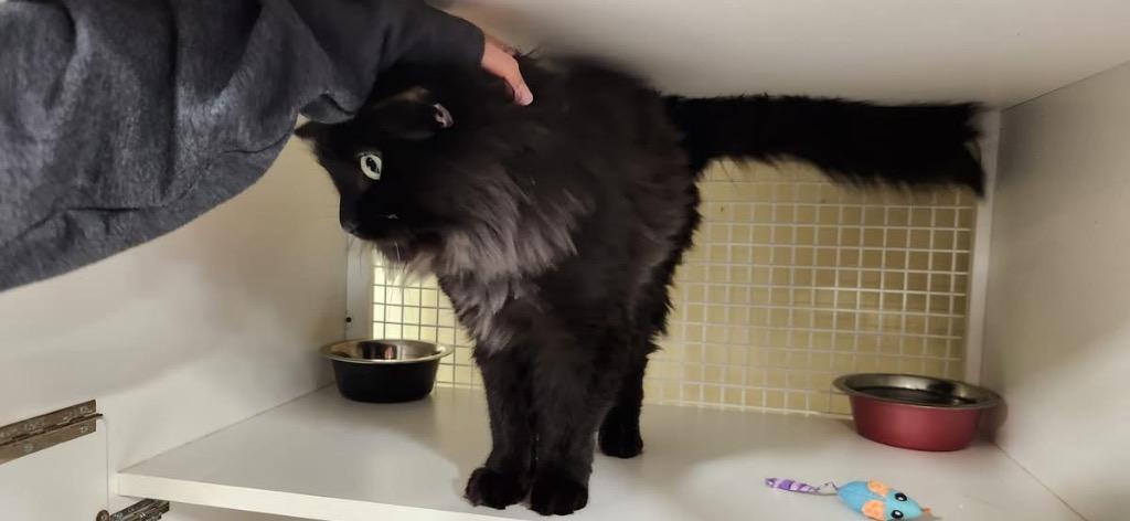 Enlarge Spike, a Adoptable mixed breed in Ogden, UT image 5/6