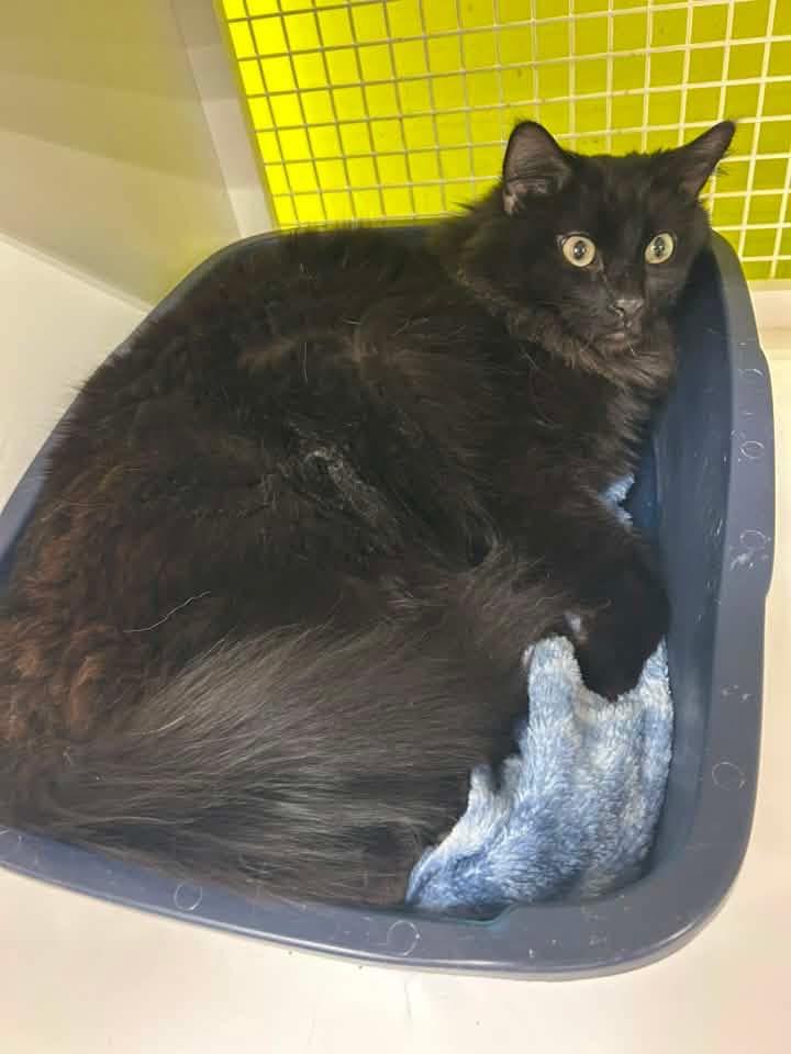 Enlarge Spike, a Adoptable mixed breed in Ogden, UT image 6/6