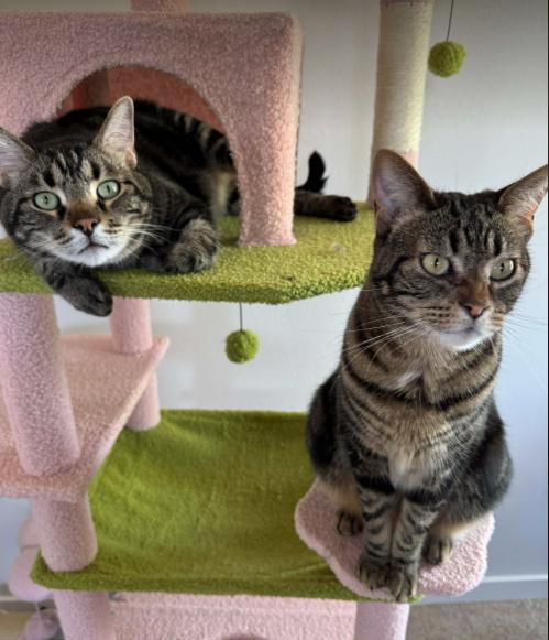 Pickle (Bonded with Pepper), ADOPTABLE, Adult Male Domestic Short Hair.