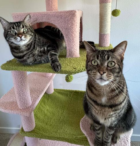 Enlarge Pickle (Bonded with Pepper), a ADOPTABLE mixed breed in Escondido, CA image 3/4