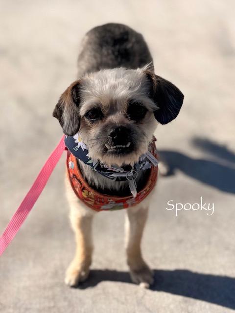 Enlarge C02-26 Spooky, a ADOPTABLE mixed breed in Nassau Bay, TX image 2/4