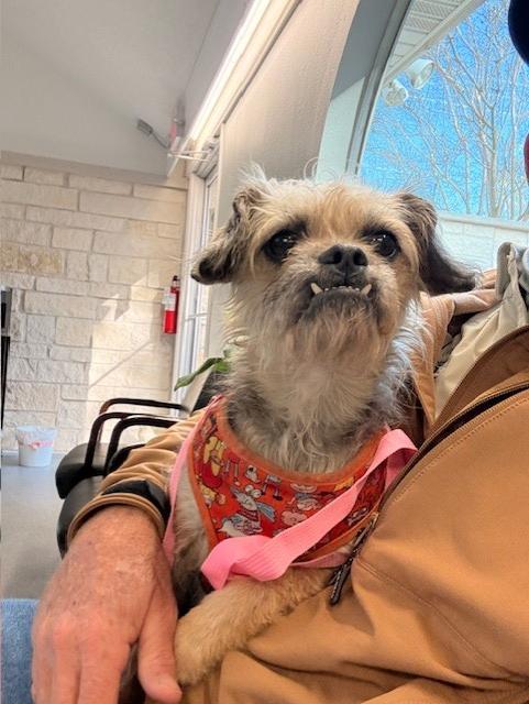 Enlarge C02-26 Spooky, a ADOPTABLE mixed breed in Nassau Bay, TX image 4/4