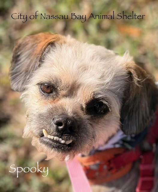 Enlarge C02-26 Spooky, a ADOPTABLE mixed breed in Nassau Bay, TX image 1/4