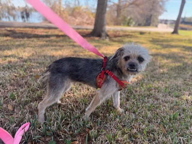 Enlarge C02-26 Spooky, a ADOPTABLE mixed breed in Nassau Bay, TX image 3/4
