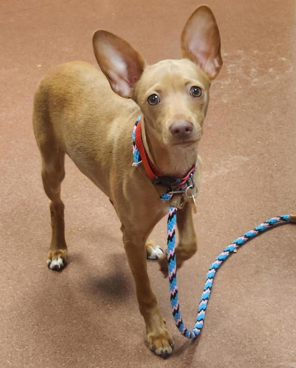 Enlarge Raya, a Adoptable mixed breed in Oakland, CA image 1/1
