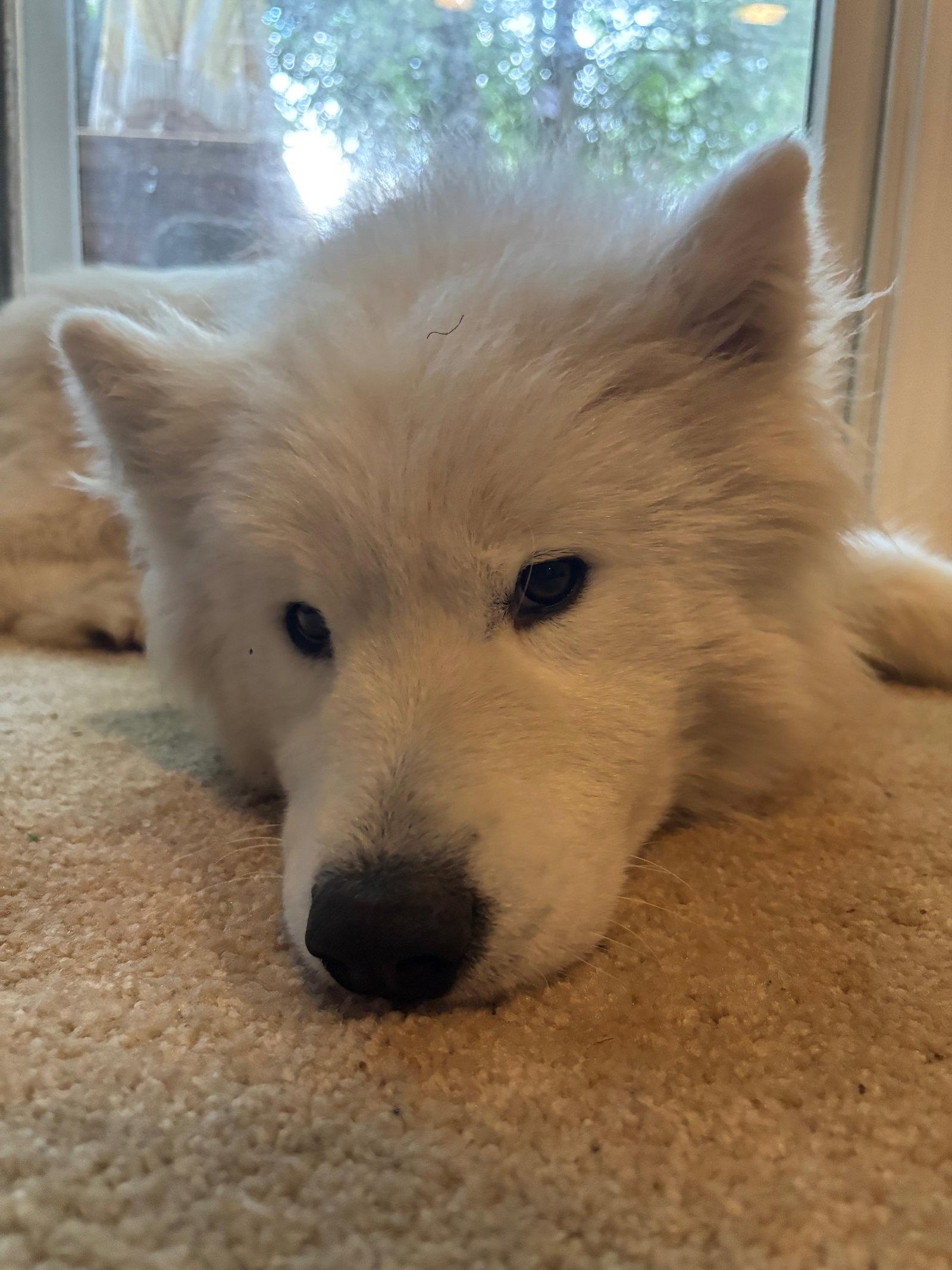 Enzo, Adoptable, Young Male Samoyed.