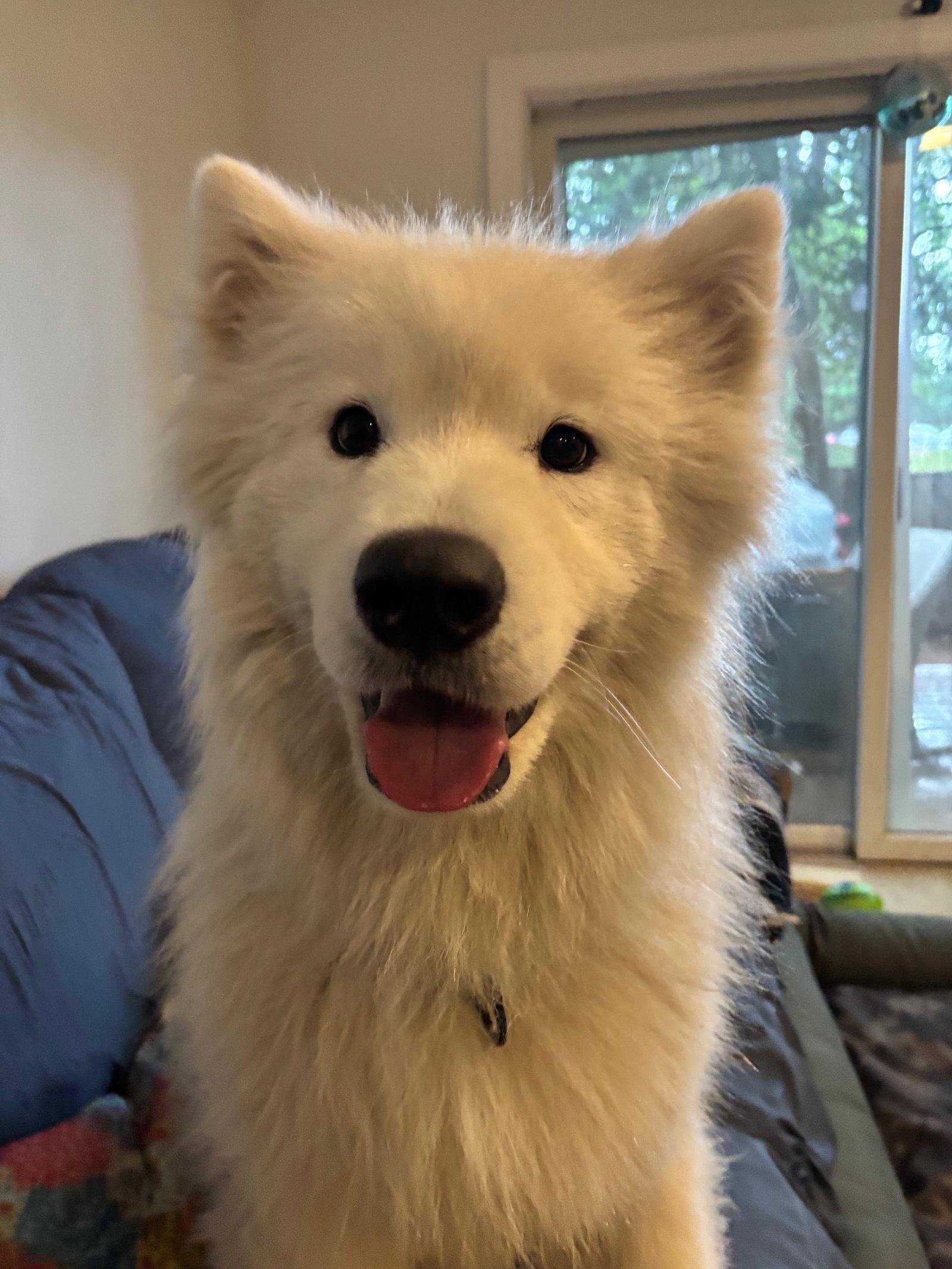 Enlarge Enzo, a Adoptable Samoyed in Columbia, MD image 2/3