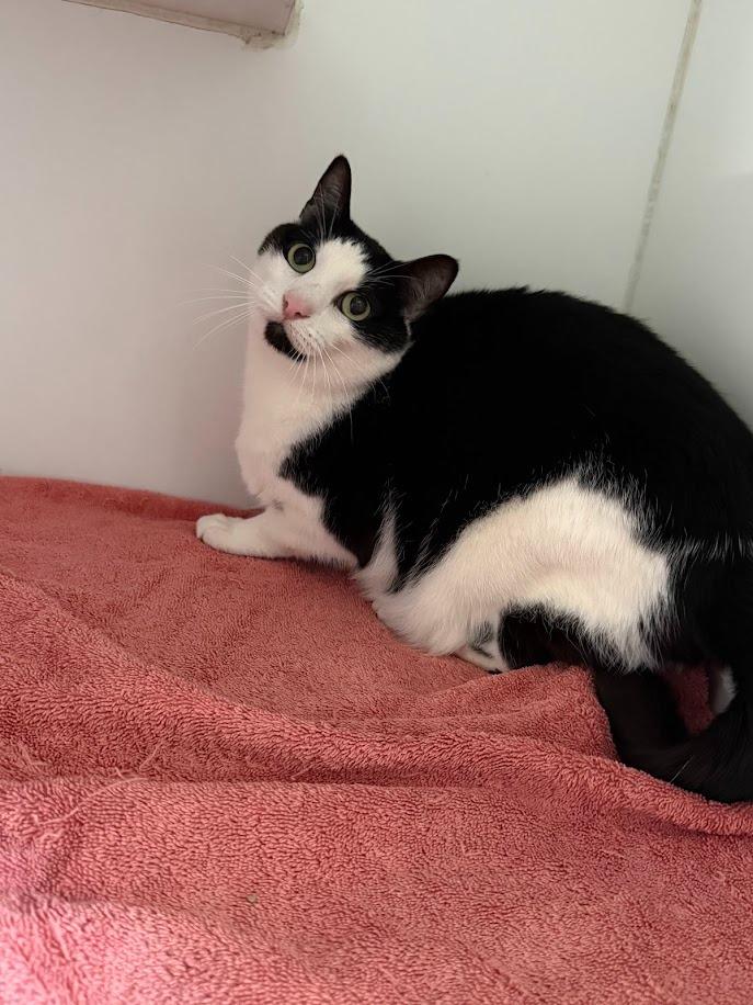 Ramona, Adoptable, Senior Female Domestic Short Hair.