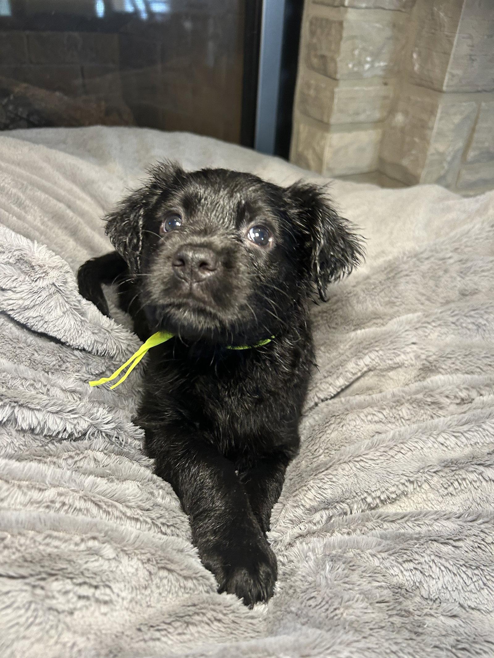 Enlarge Lumi, a Adoptable Labrador Retriever in Barnhart, MO image 1/2