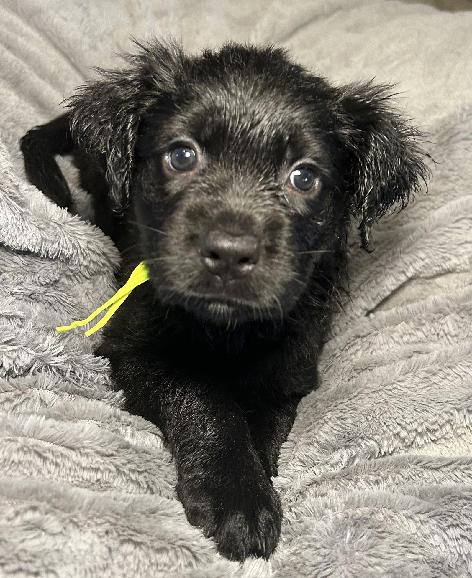 Enlarge Lumi, a Adoptable Labrador Retriever in Barnhart, MO image 2/2