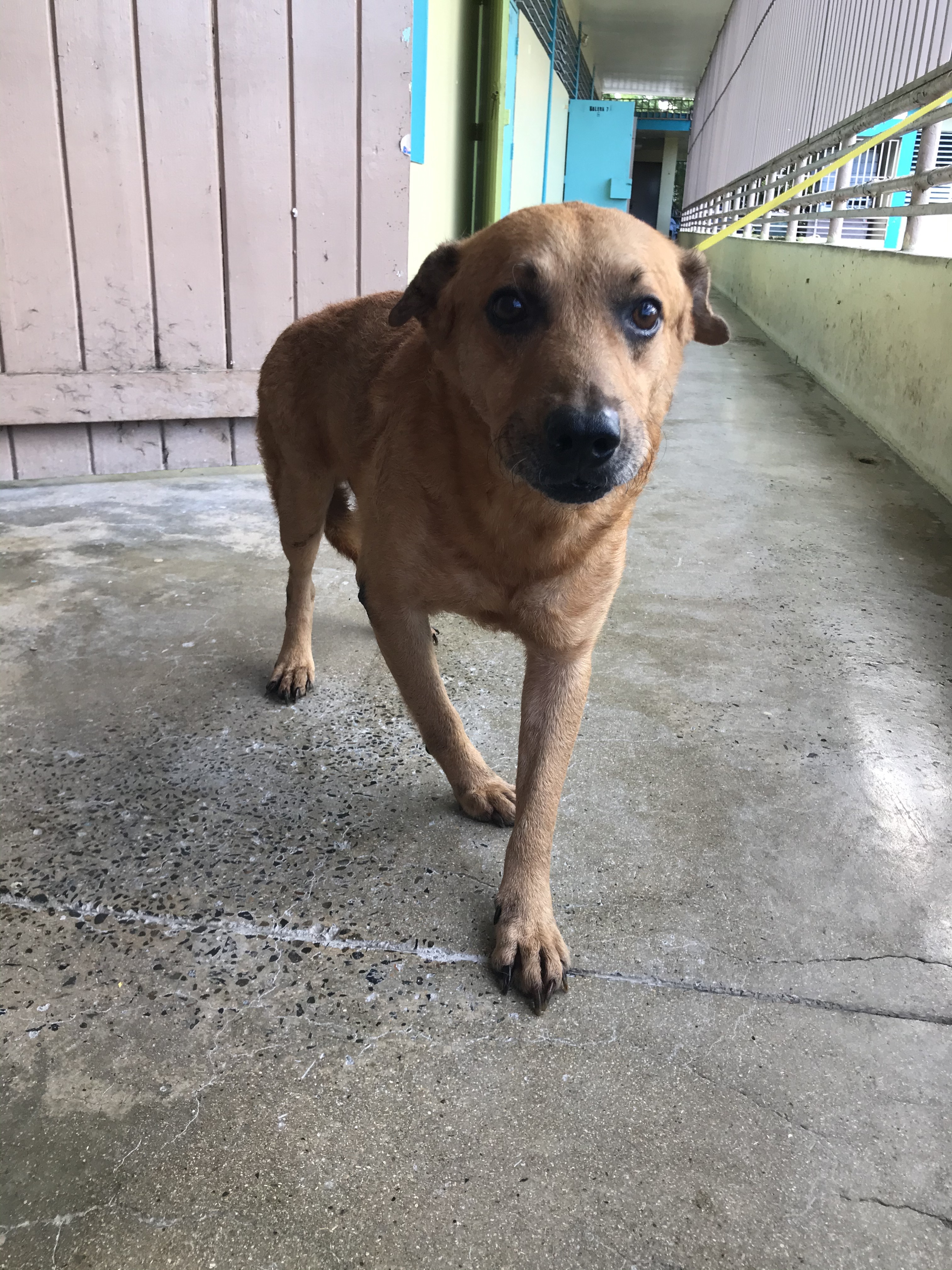 Scubby, a Adoptable mixed breed in San Juan, PR image 1/4