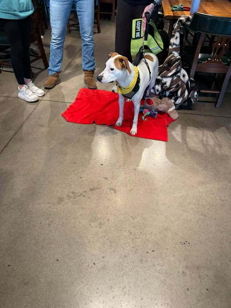 Ivy - Adoption Fee Sponsored $0, Adoptable, Young Female Labrador Retriever & Pointer.