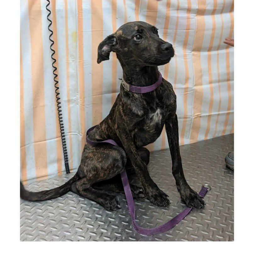Marty, Adoptable, Young Male Mixed Breed.