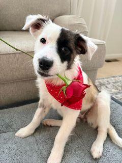 Lacy, a ADOPTABLE mixed breed in Schaumburg, IL image 5/5