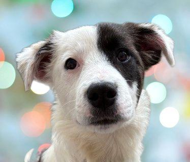 Lacy, ADOPTABLE, Puppy Female Great Pyrenees.