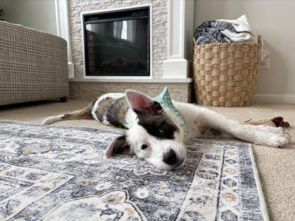 Lacy, a ADOPTABLE mixed breed in Schaumburg, IL image 2/5