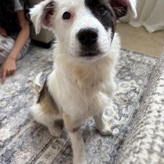 Lacy, a ADOPTABLE mixed breed in Schaumburg, IL image 4/5