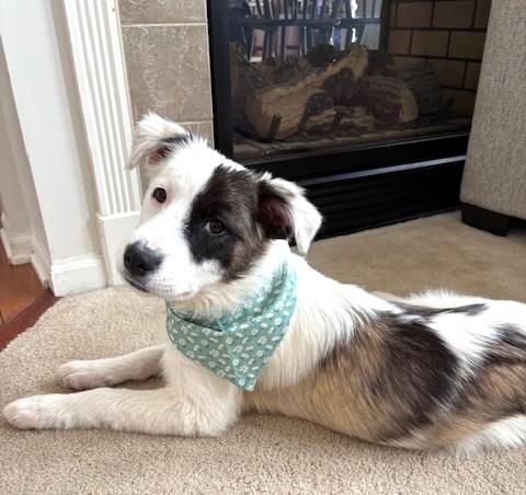 Lacy, a ADOPTABLE mixed breed in Schaumburg, IL image 3/5