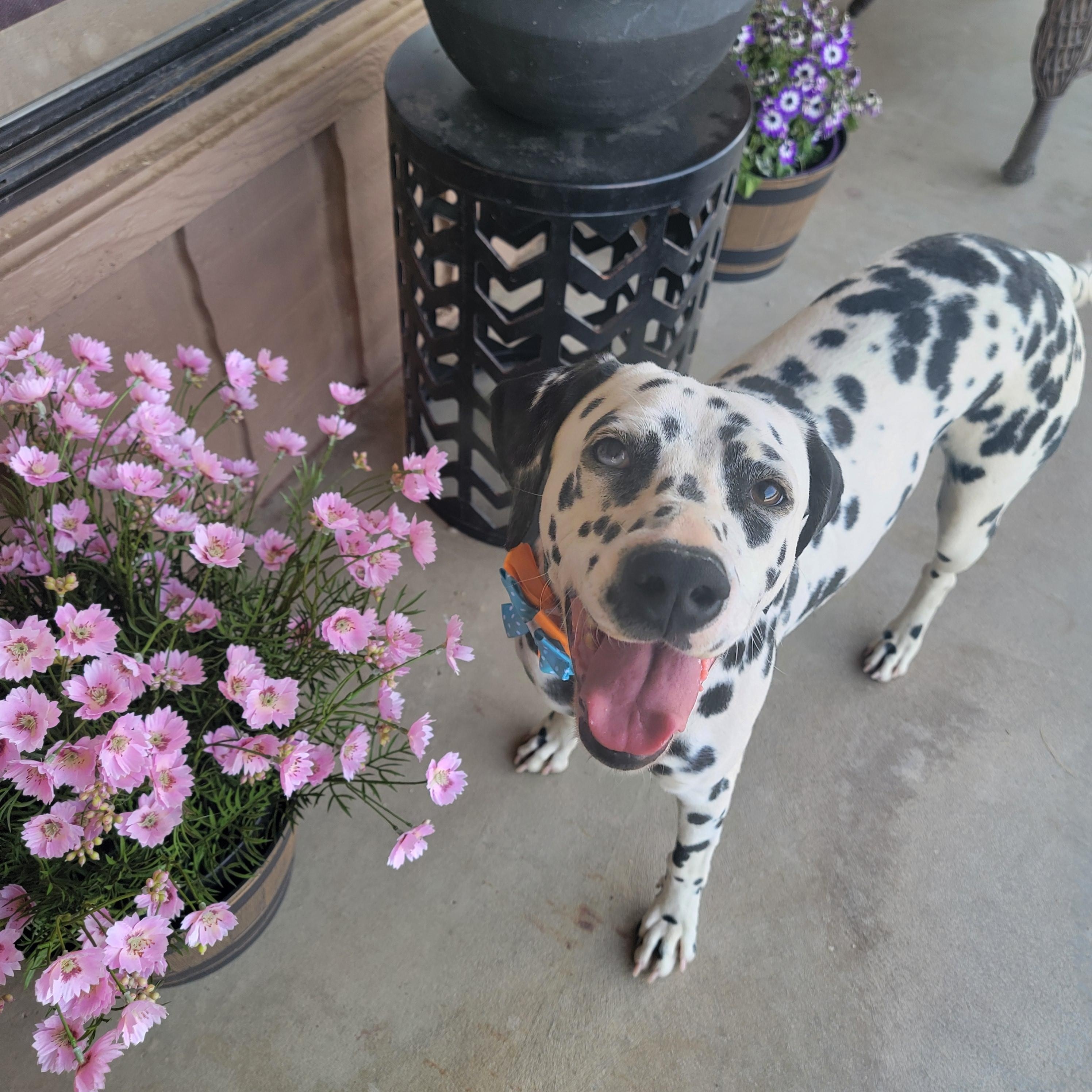 Freckles, Adoptable, Adult Female Dalmatian.