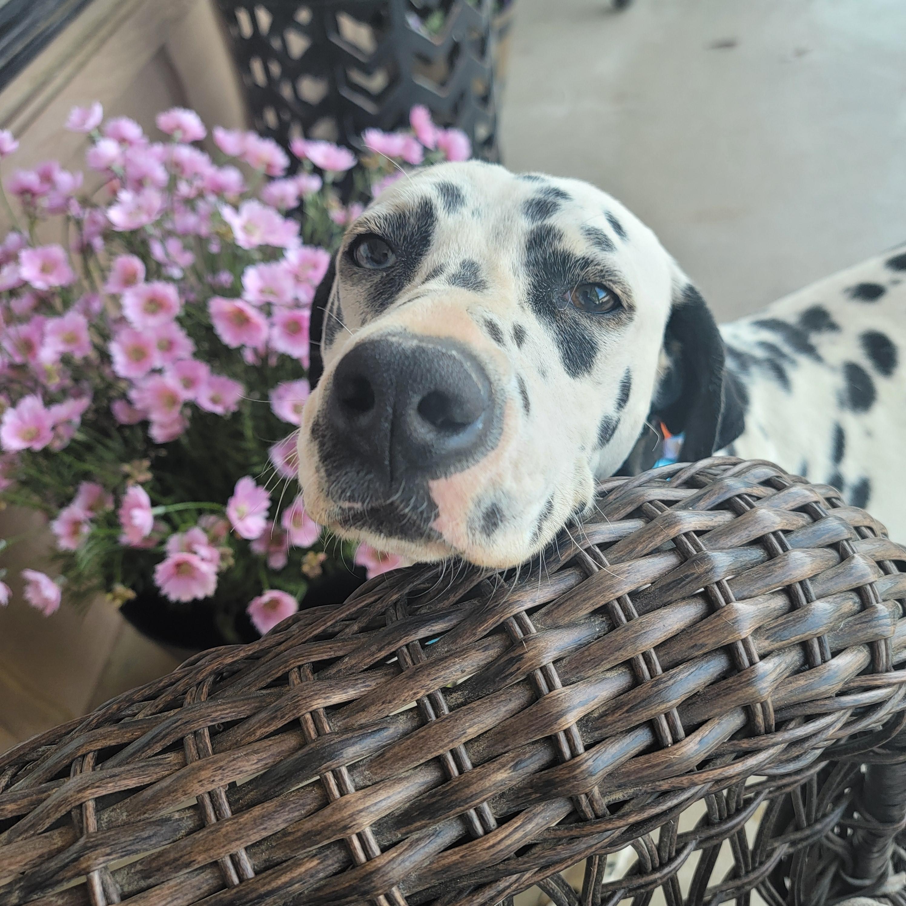 Freckles, a Adoptable Dalmatian in Lancaster, CA image 2/4