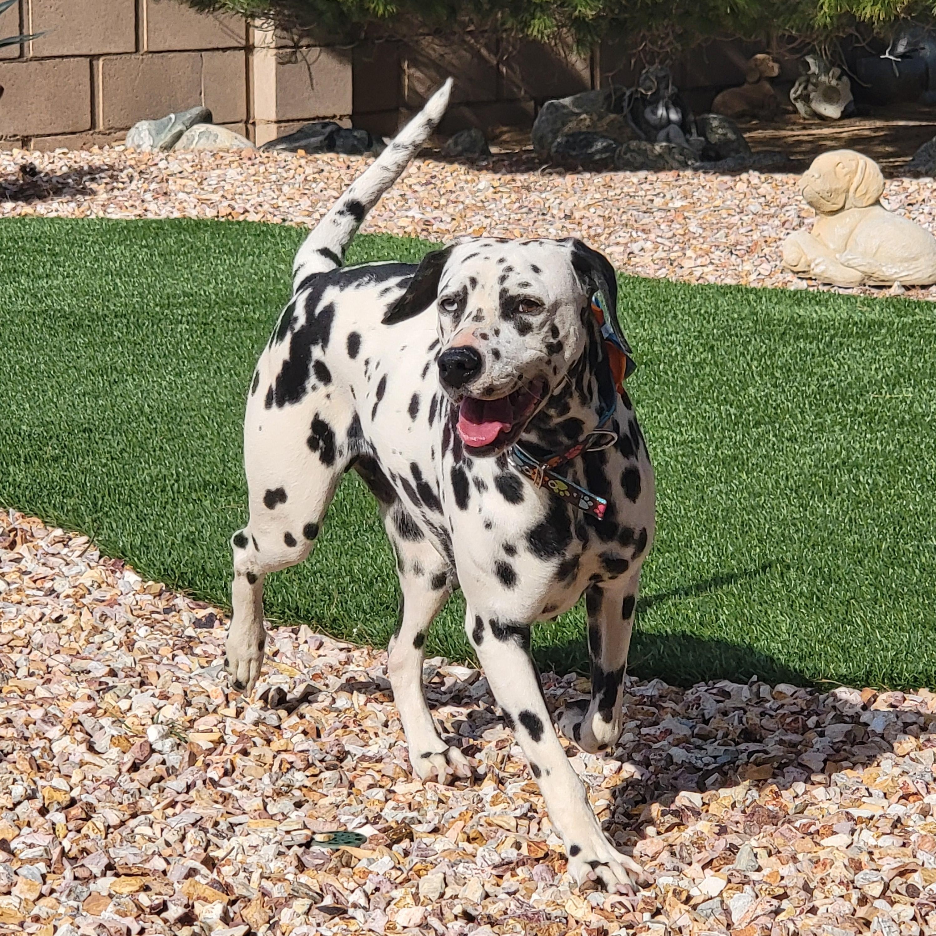 Freckles, a Adoptable Dalmatian in Lancaster, CA image 3/4
