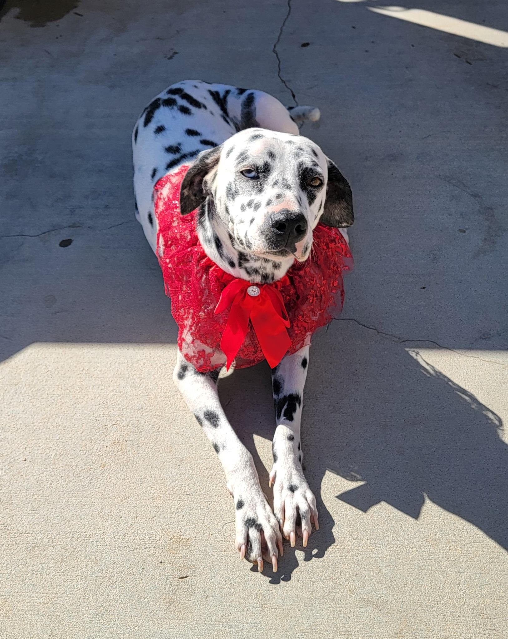 Freckles, a Adoptable Dalmatian in Lancaster, CA image 4/4