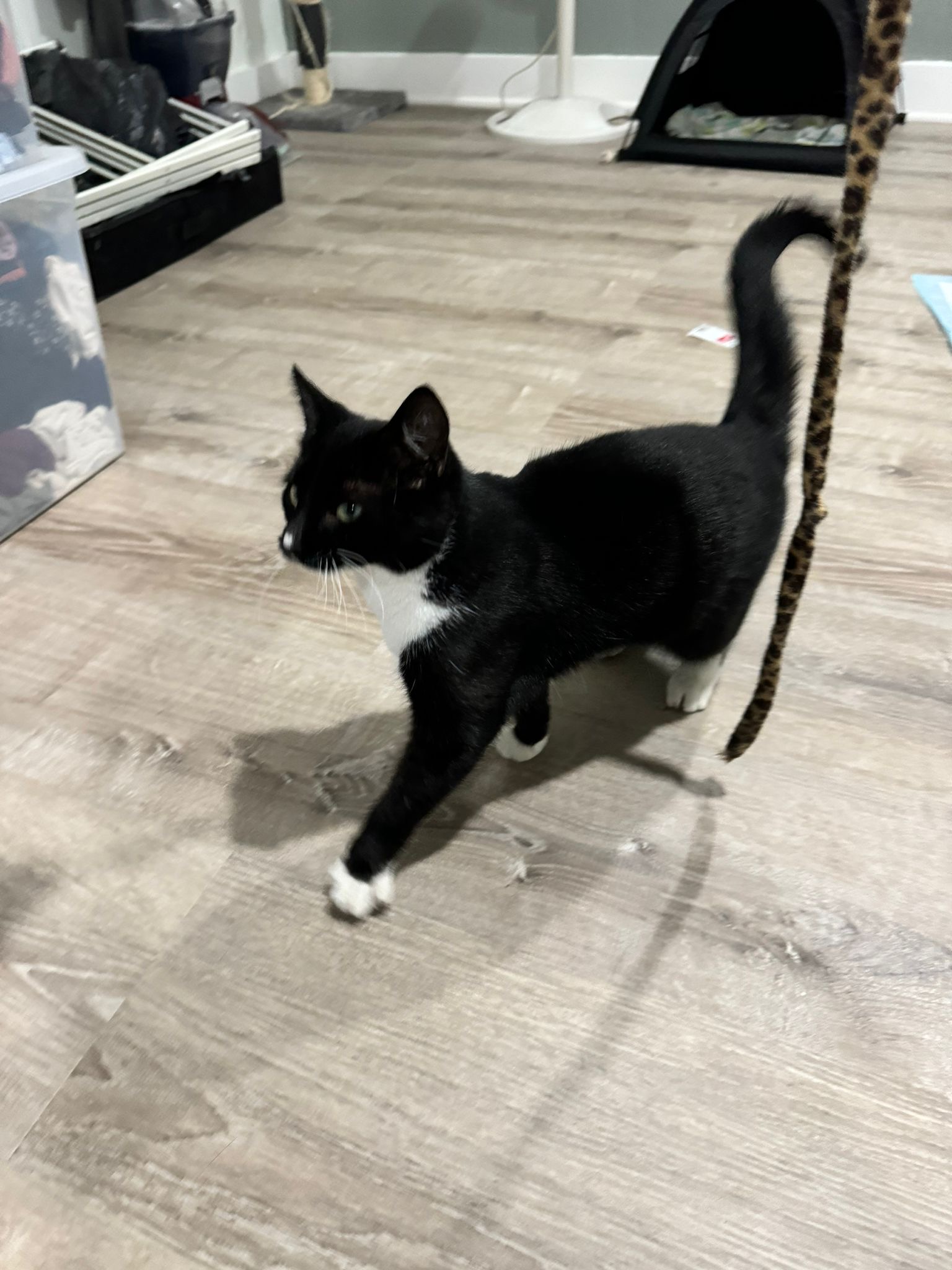 Enlarge Lily (f), a Adoptable Domestic Short Hair in Fresh Meadows, NY image 2/3