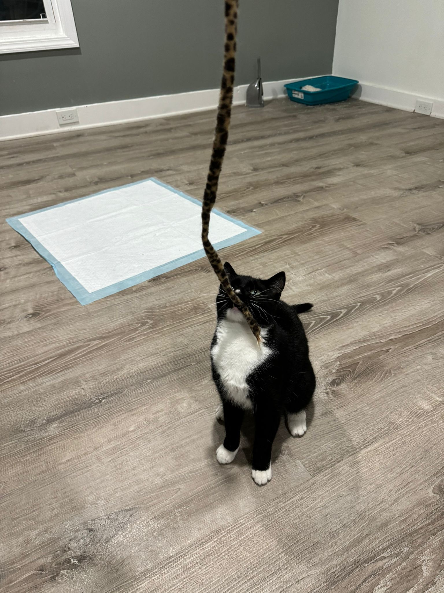 Enlarge Lily (f), a Adoptable Domestic Short Hair in Fresh Meadows, NY image 3/3