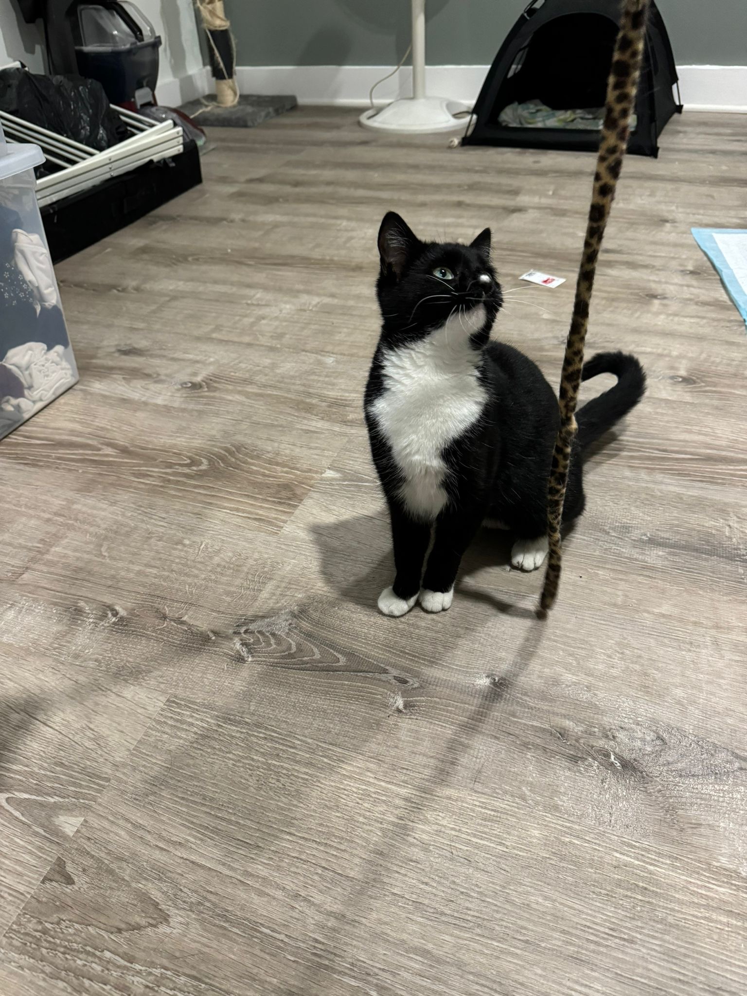 Enlarge Lily (f), a Adoptable Domestic Short Hair in Fresh Meadows, NY image 1/3