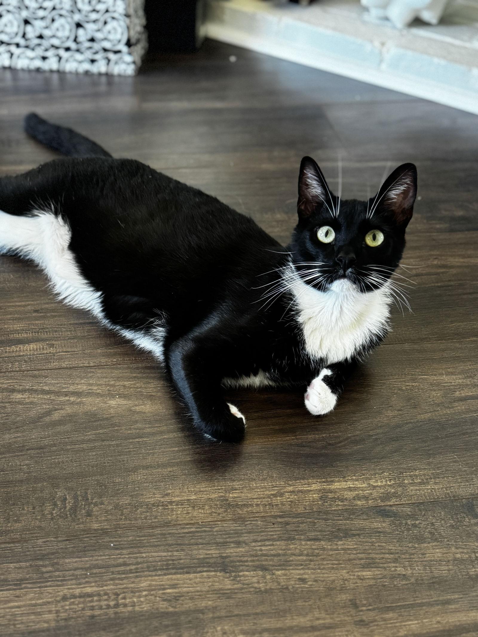 Enlarge Taki, a Adoptable Domestic Short Hair in San Diego, CA image 1/3