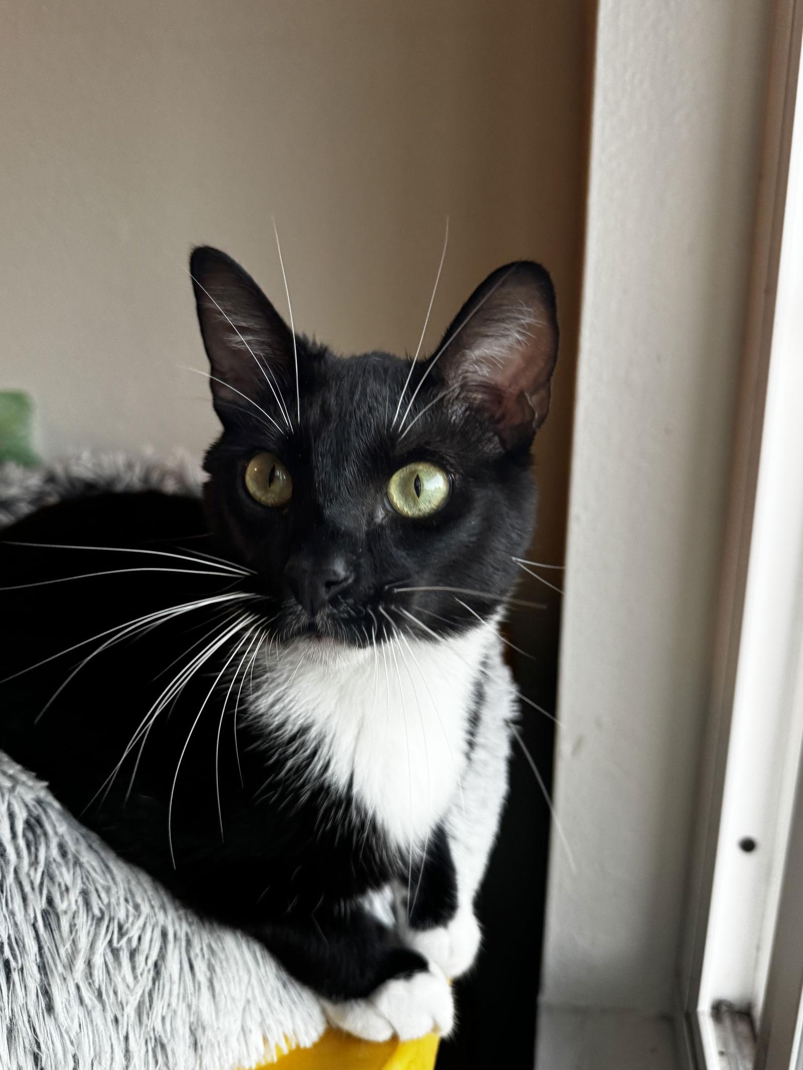 Enlarge Taki, a Adoptable Domestic Short Hair in San Diego, CA image 2/3