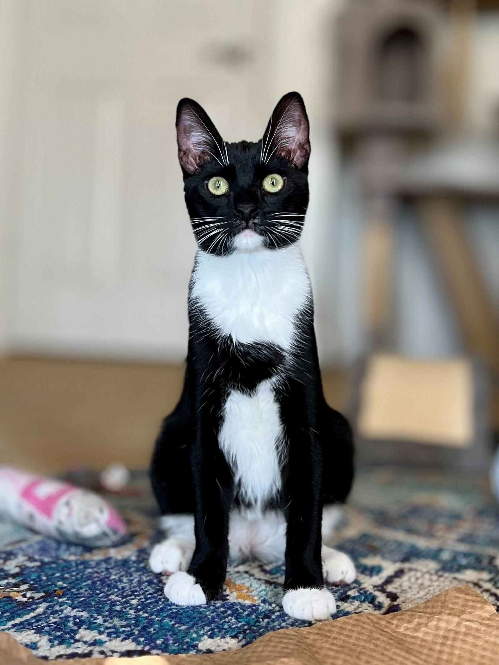 Enlarge Taki, a Adoptable Domestic Short Hair in San Diego, CA image 3/3