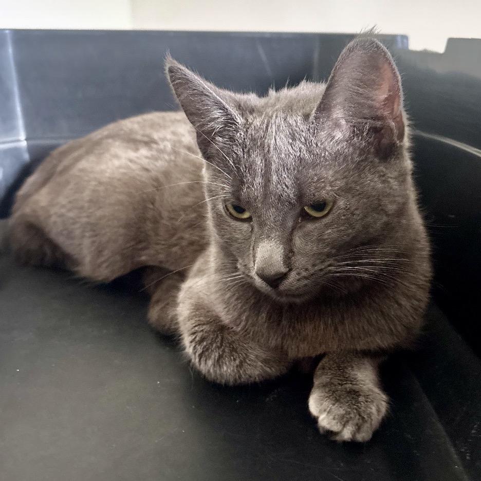 Enlarge Blue Moon, a Adoptable Domestic Short Hair in Middleburg Heights , OH image 1/4