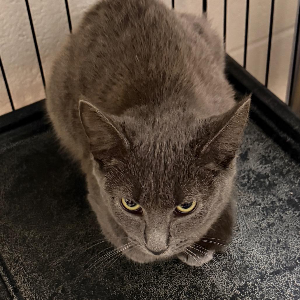 Enlarge Blue Moon, a Adoptable Domestic Short Hair in Middleburg Heights , OH image 2/4