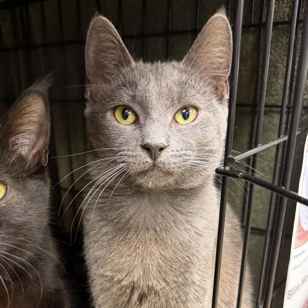 Enlarge Blue Moon, a Adoptable Domestic Short Hair in Middleburg Heights , OH image 3/4